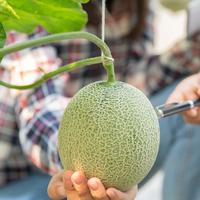 Traceable Fresh Produce Sourcing