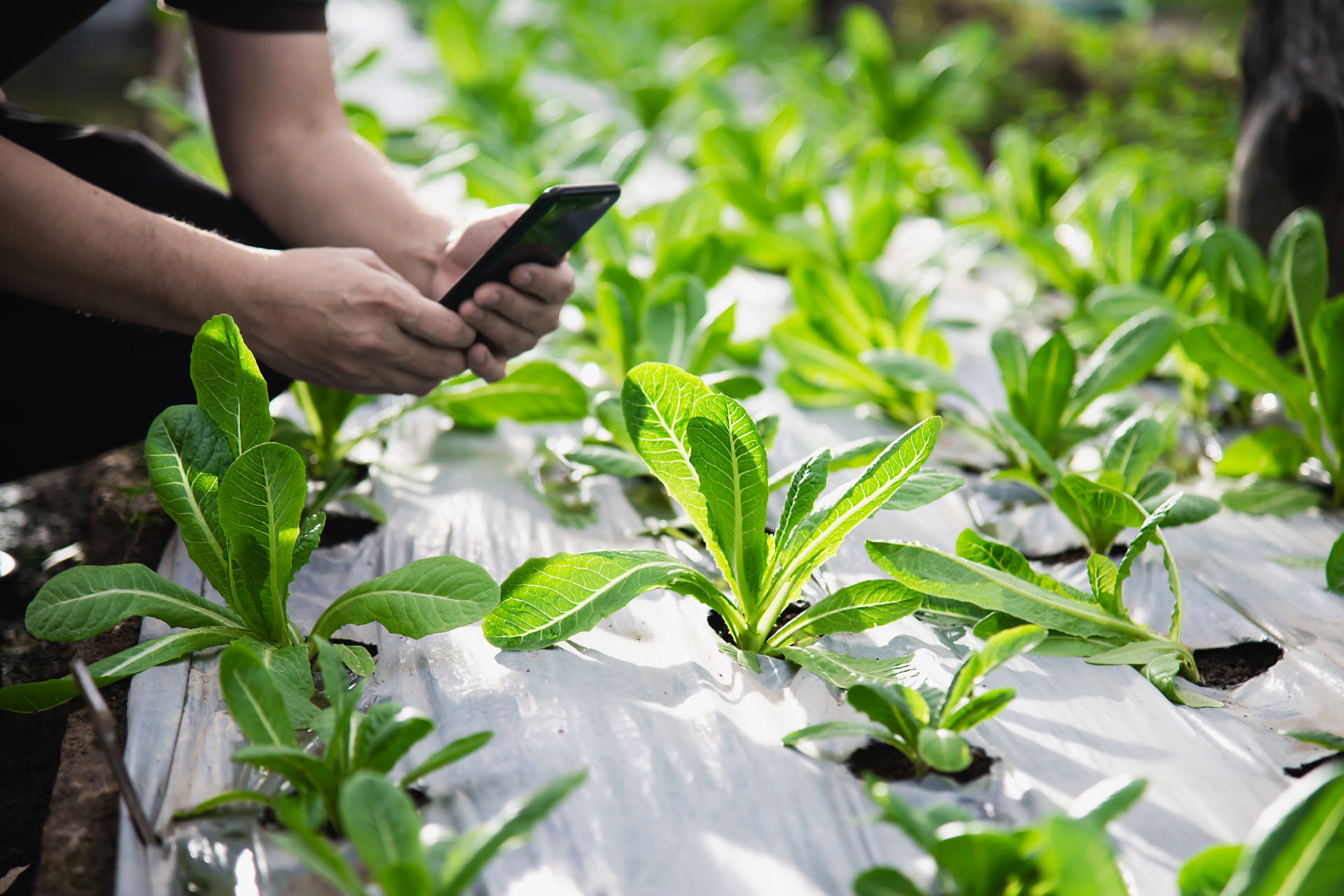 Traceability