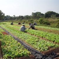 Smallholder Farmers in Organic Field